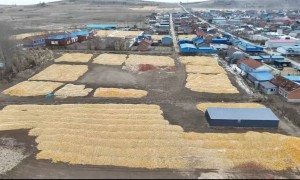 3.5米高的限高杆：村路保护与农户的运粮需求之争